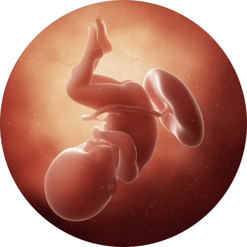 Внутриутробная жизнь ребенка. Плод на 36 неделе беременности. Эмбрион 36 недель беременности. Малыш на 36 неделе беременности в утробе матери.