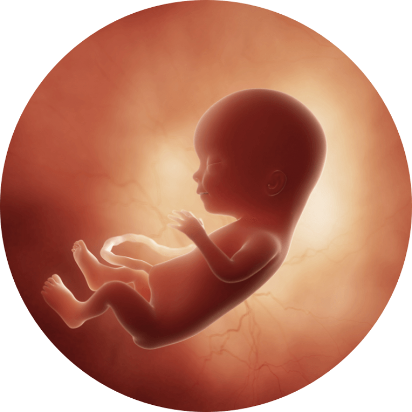 13 недель видео. Зародыш ребенка в утробе.