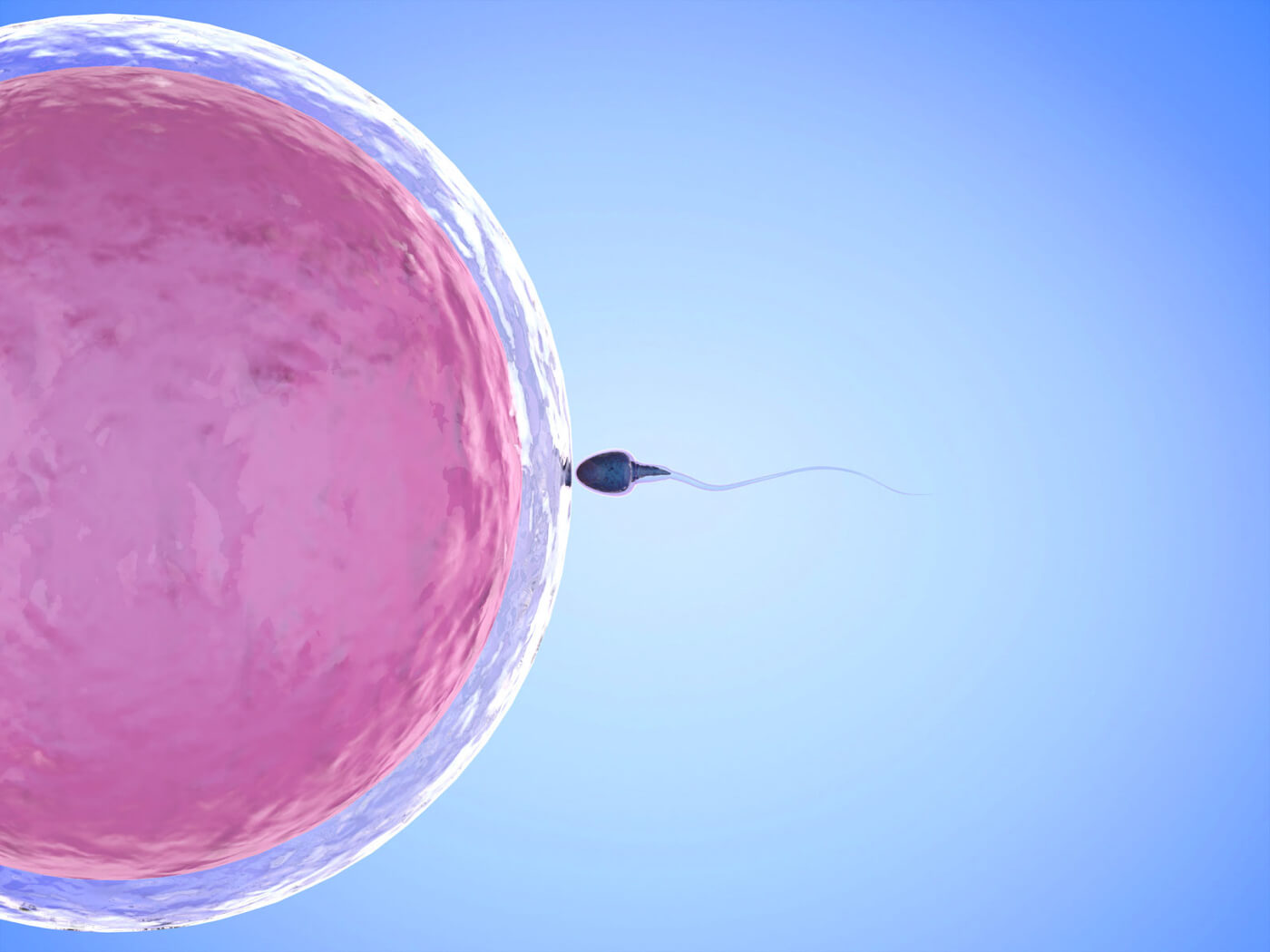 Влияние комплекса Cперотон на функциональные характеристики сперматозоидов у мужчин с идиопатической патозооспермией