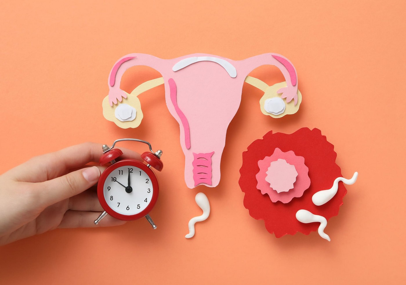 Сколько длится овуляция | Читайте на www.plan-baby.ru Сколько длится овуляция