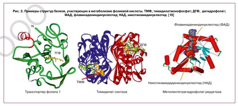 Кислота для обмена веществ. Фолаты в крови избыток. Фолаты в эритроцитах.